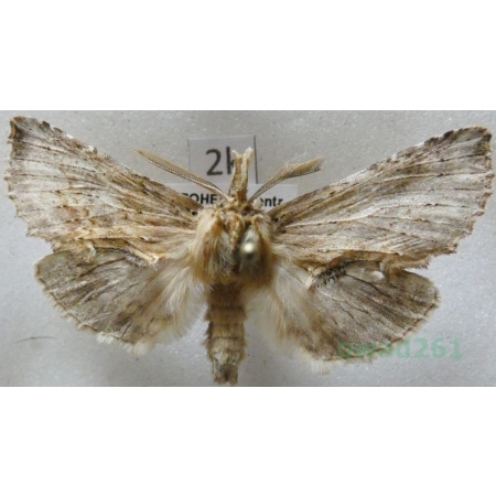 Pterostoma palpina (Clerck, 1759) male Dzióbica głaszczkówka Czech2k